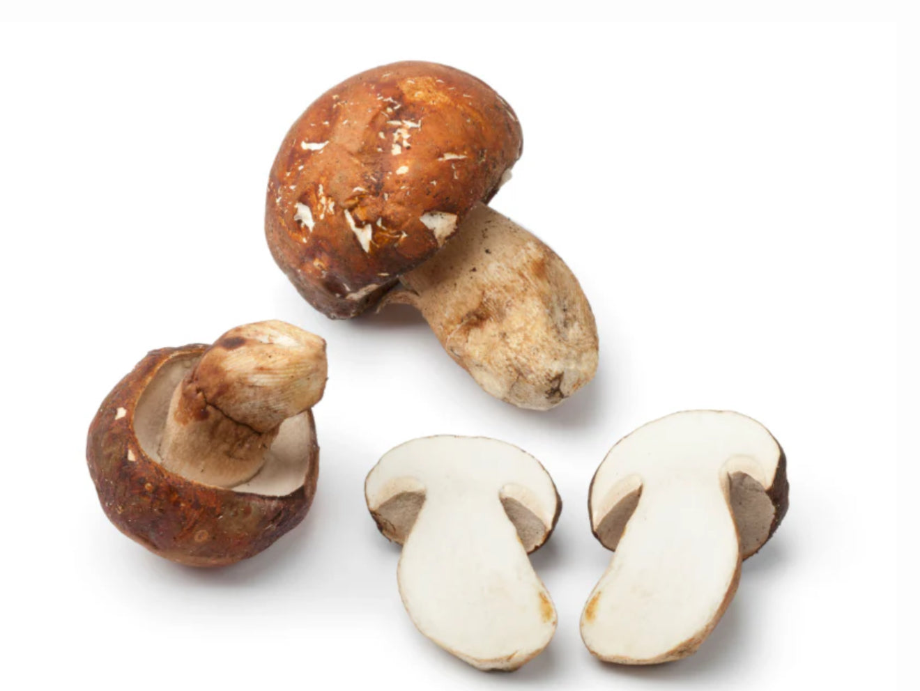 Porcini Mushroom Dubai
