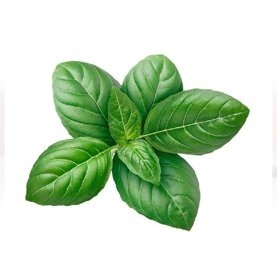 Buy Fresh Basil Leaves Online at Best Price in Dubai UAE 2024