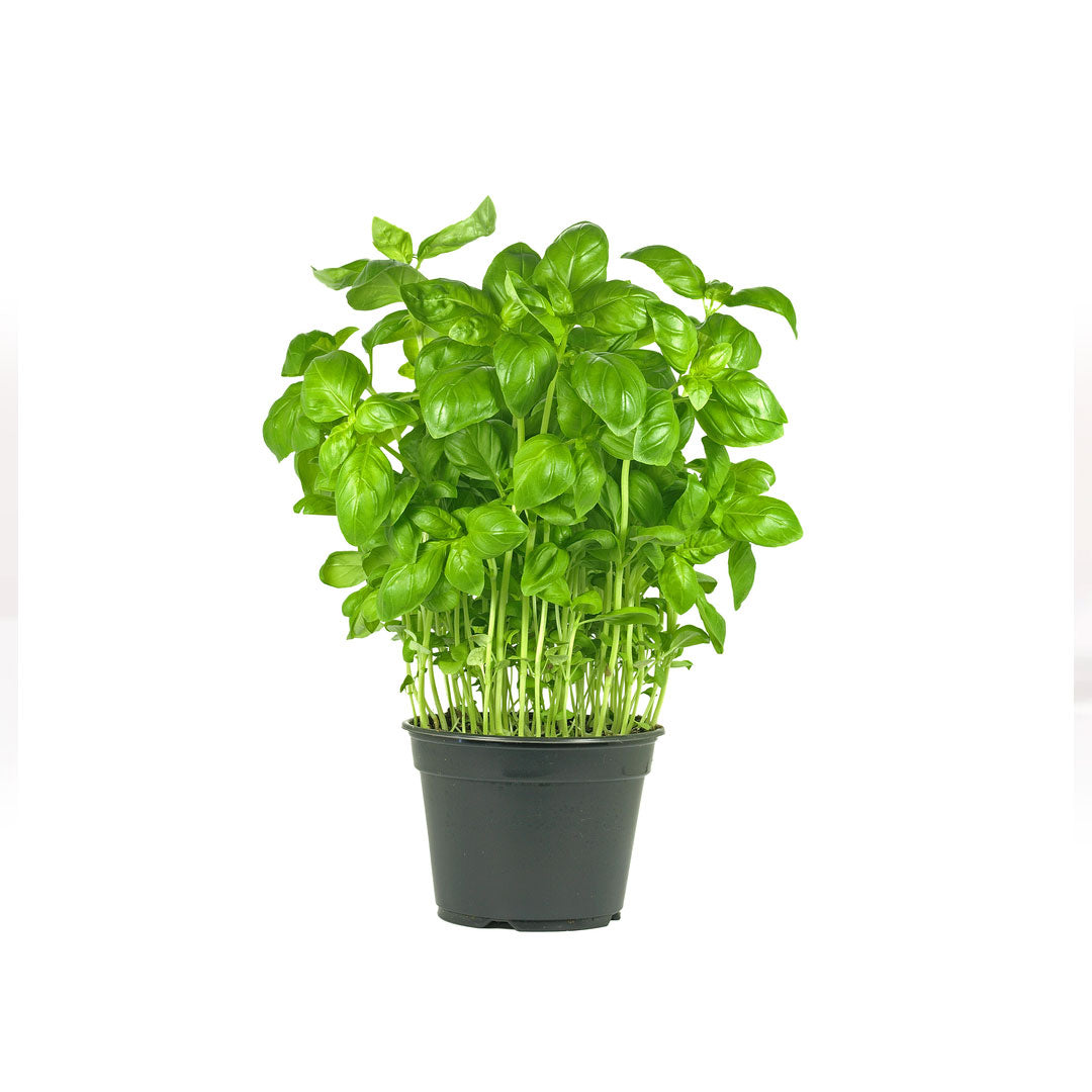 Buy Basil Pot Online at Best Price in Dubai UAE – Fresh Focus