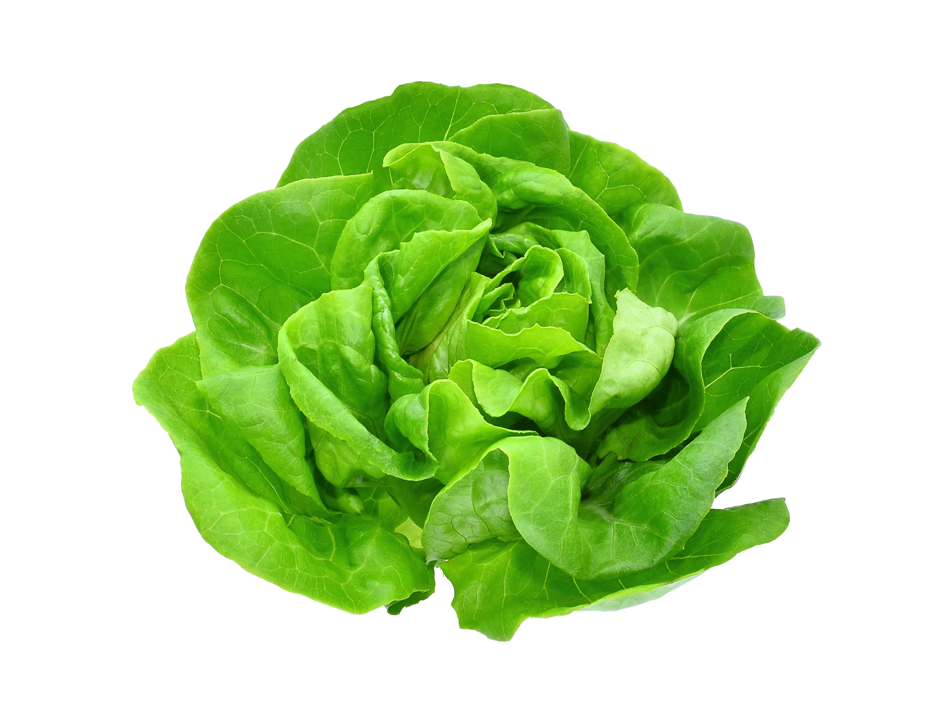 Buy LETTUCE BOSTON Online at Best Price in Dubai – Fresh Focus