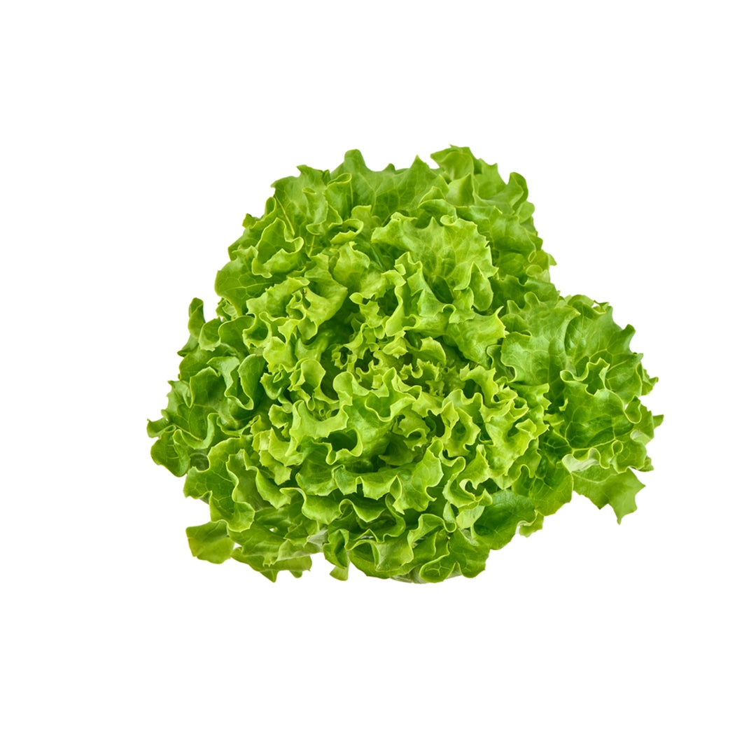 Buy Lollo Bionda Lettuse 1Kg Online Dubai UAE – Fresh Focus