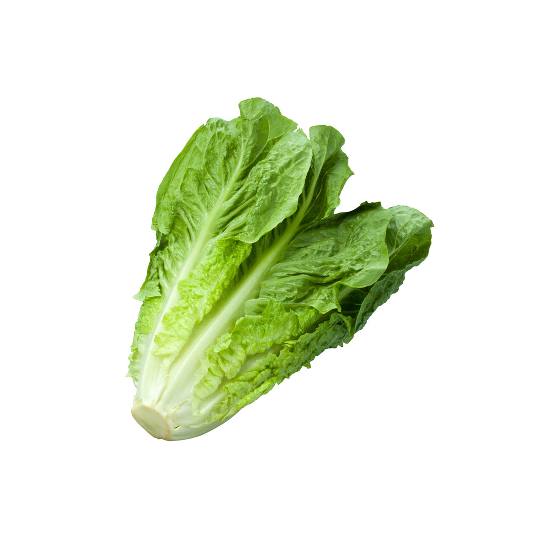 Organic LETTUCE ROMAINE Buy Online in Dubai – Fresh Focus