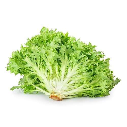 Buy Fresh LETTUCE FRISEE Online in Dubai at Best Price – Fresh Focus