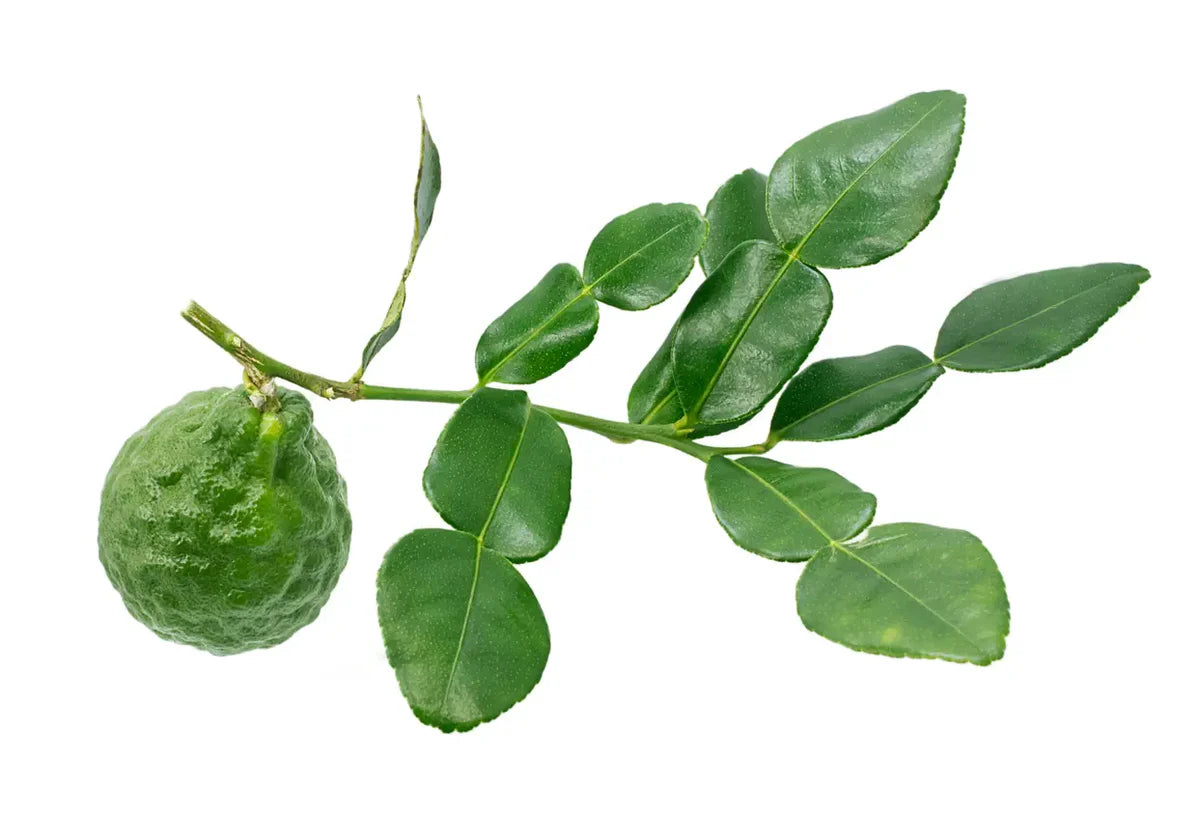 LIME KAFFIR LEAVES