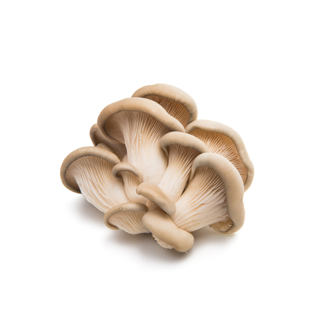 MUSHROOM OYSTER 1Kg Buy Online at Best Price in Dubai – Fresh Focus