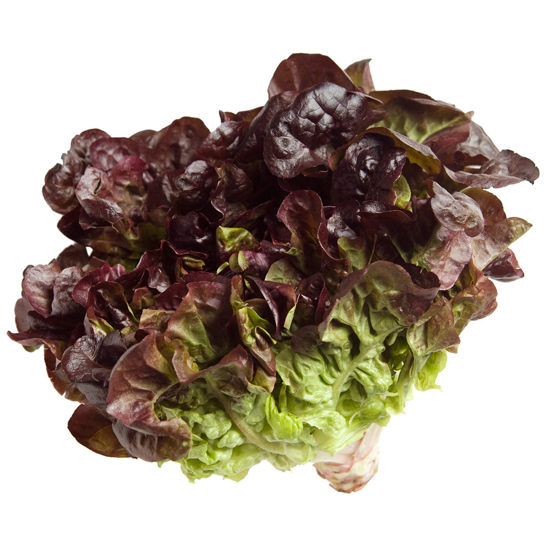 OAK LEAF LETTUCE Buy Fresh Vegetables Online at Best Price