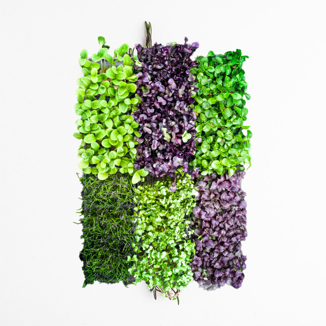 Sakura Mix Online at Best Price in Dubai – Fresh Focus
