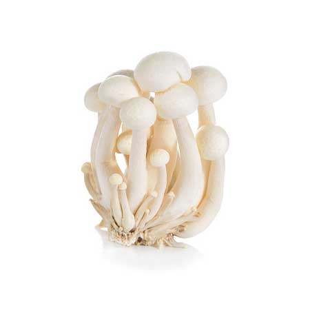 Buy Mushroom Shimijee White Online at Best Price – Fresh Focus