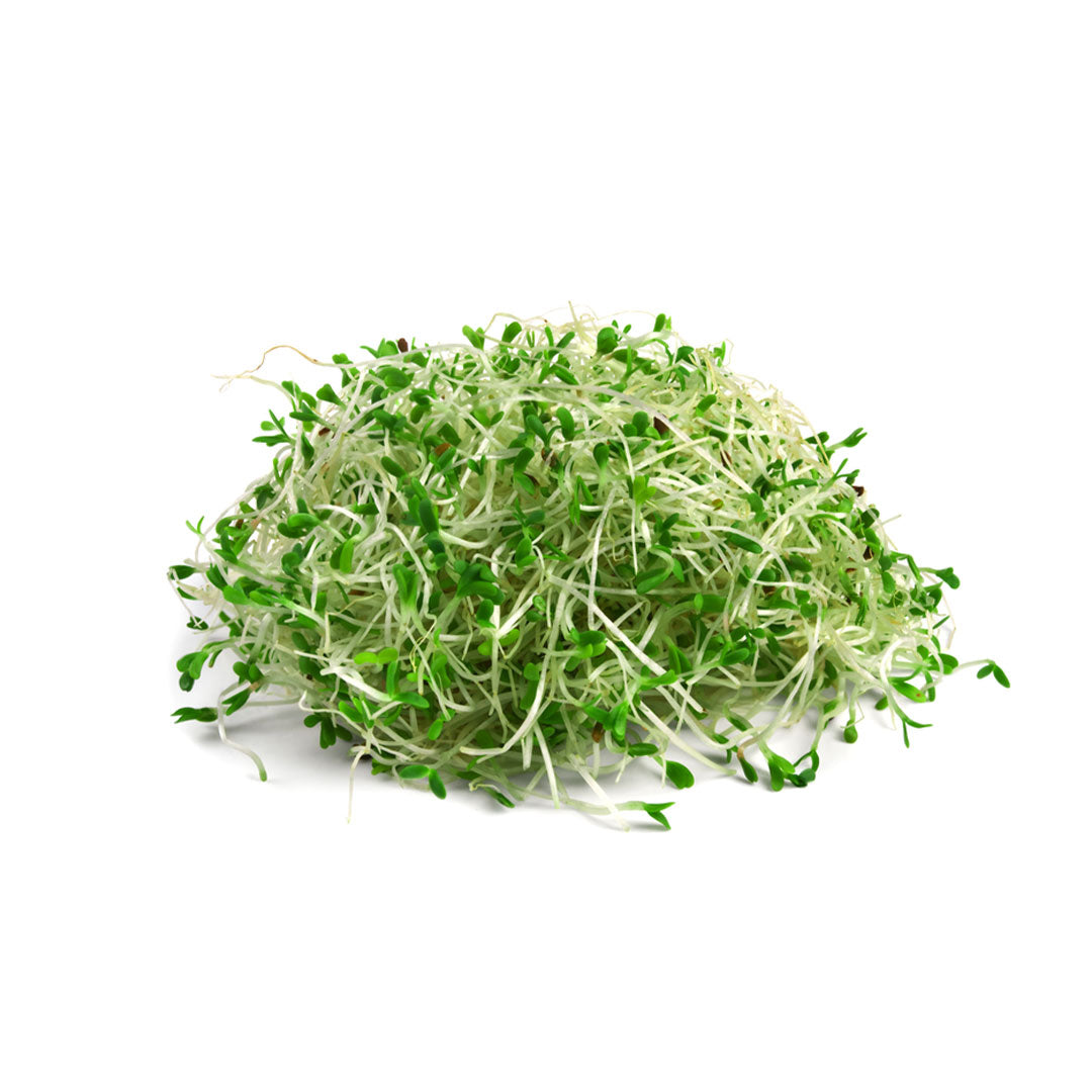 Buy ALFALFA Organic 1PKT Online at Best Price in Dubai - Fresh Focus