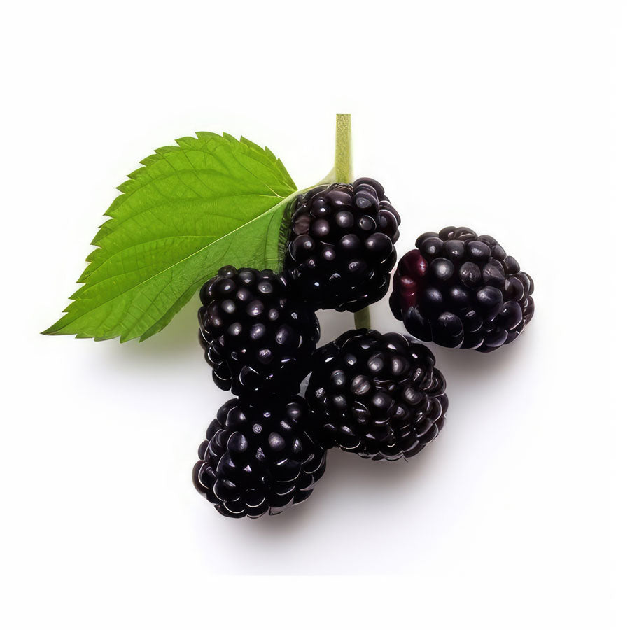 Buy Fresh Blackberry 1PKT Online at Best Price Dubai – Fresh Focus