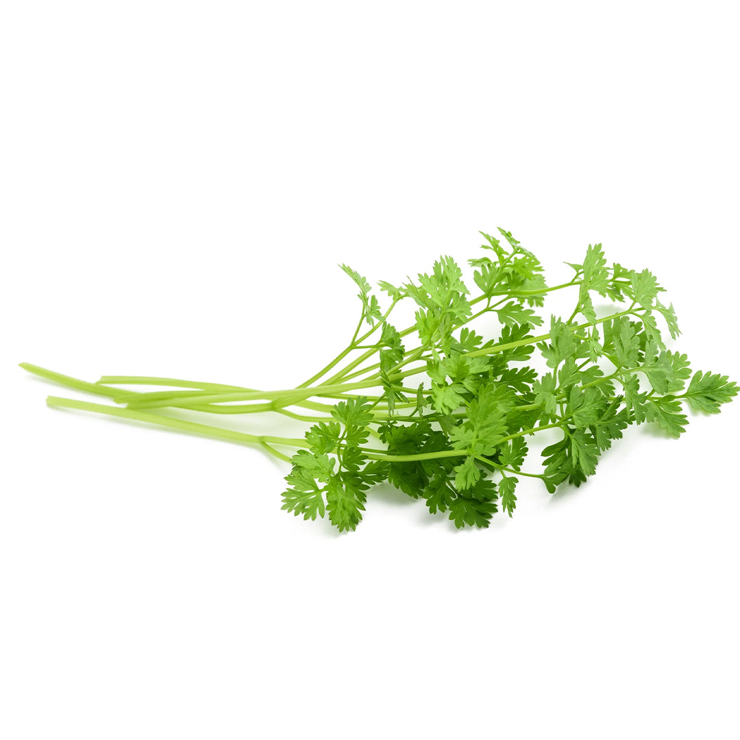 Buy Fresh Chervil Loose Online at Best Price in Dubai – Fresh Focus