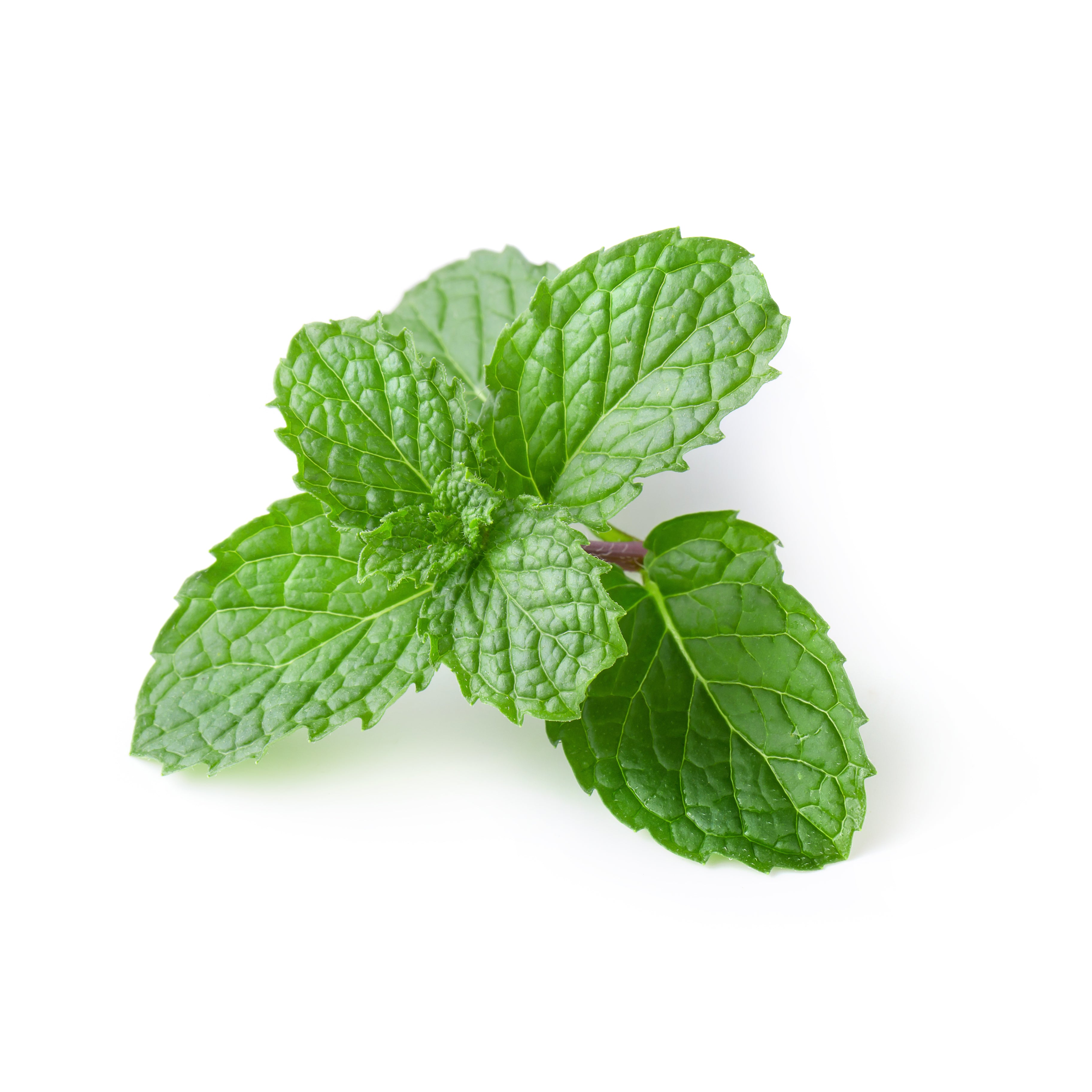 Buy Fresh Mint Leaves Online in Dubai – Fresh Focus