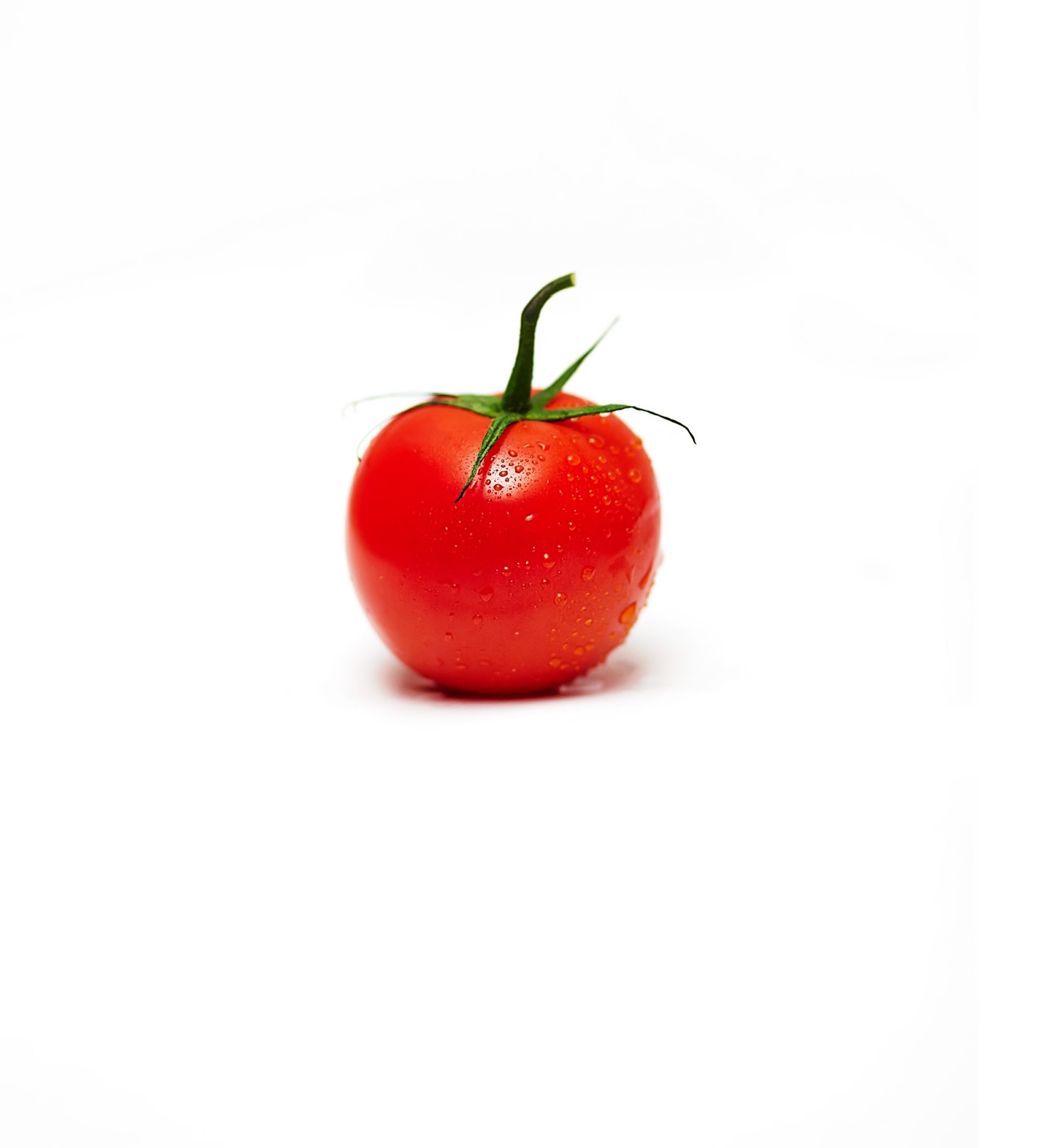 TOMATO LOCAL GREENHOUSE – Fresh Focus