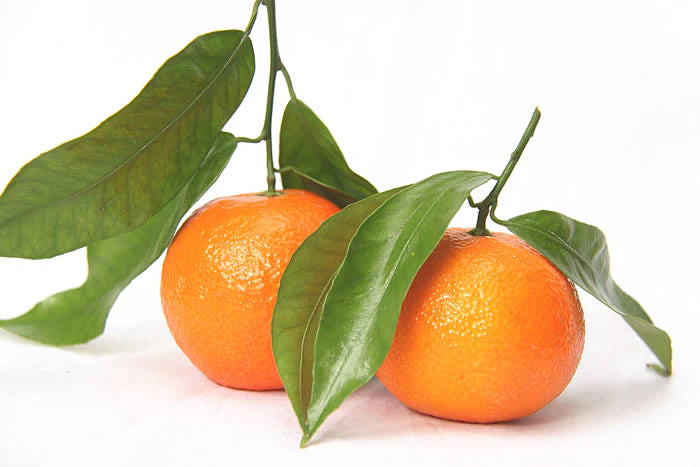 CLEMENTINE WITH LEAVES