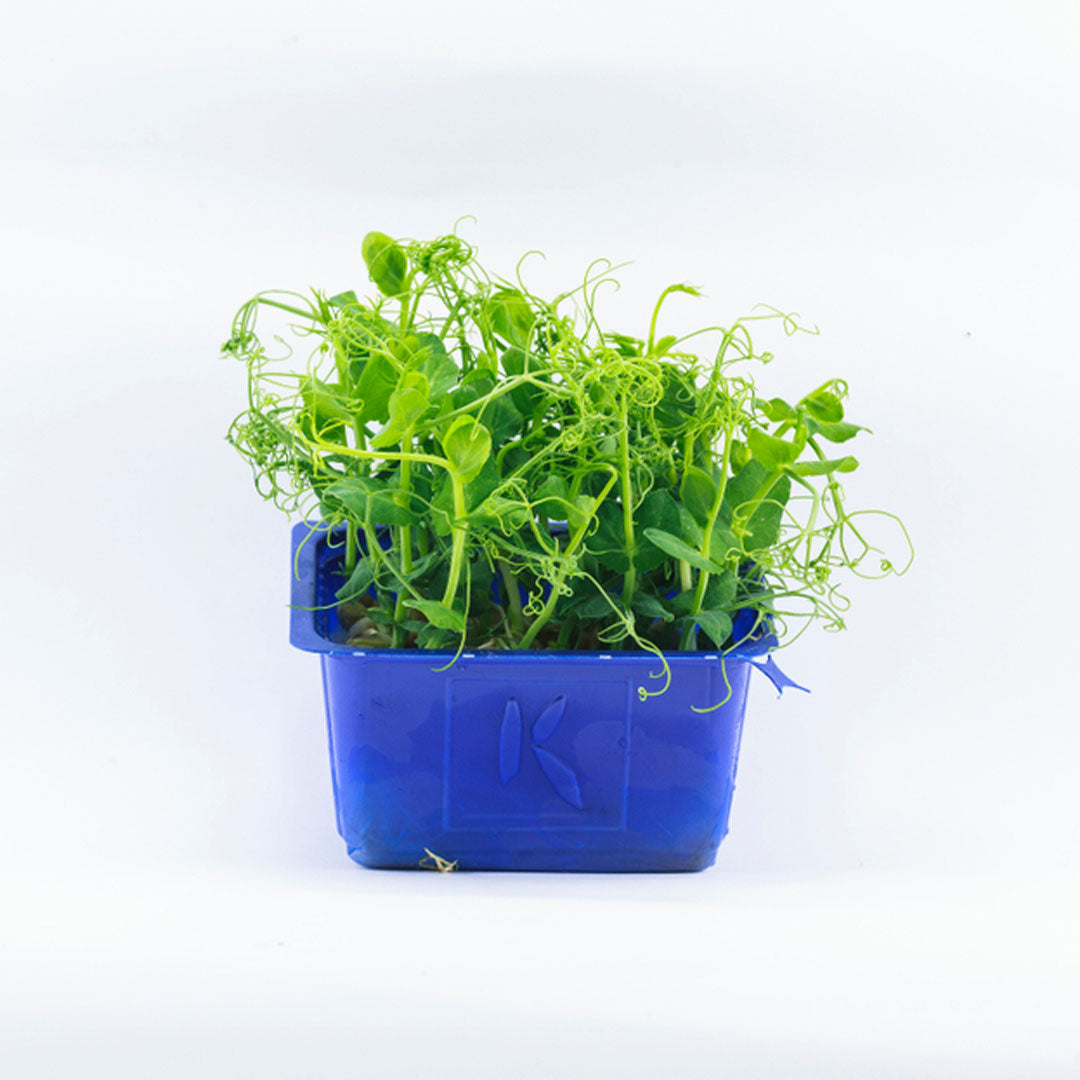 Affilla Cress