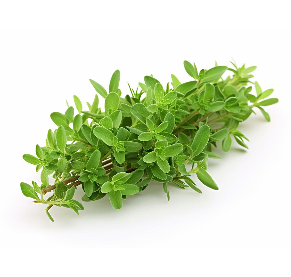 Buy Zatar Leaves Online at Best Price in Dubai – Fresh Focus 