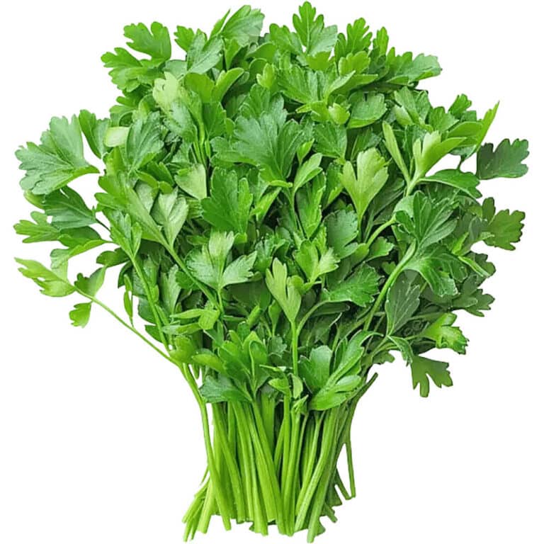 Coriander leaves loose uae freshleaf dubai uae img01