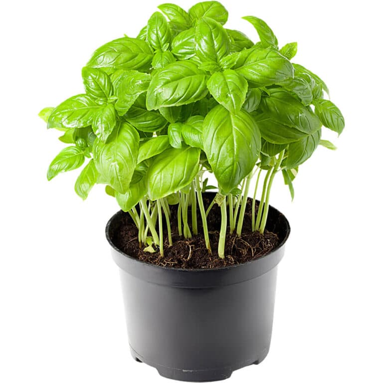 basil pot freshleaf dubai uae img01