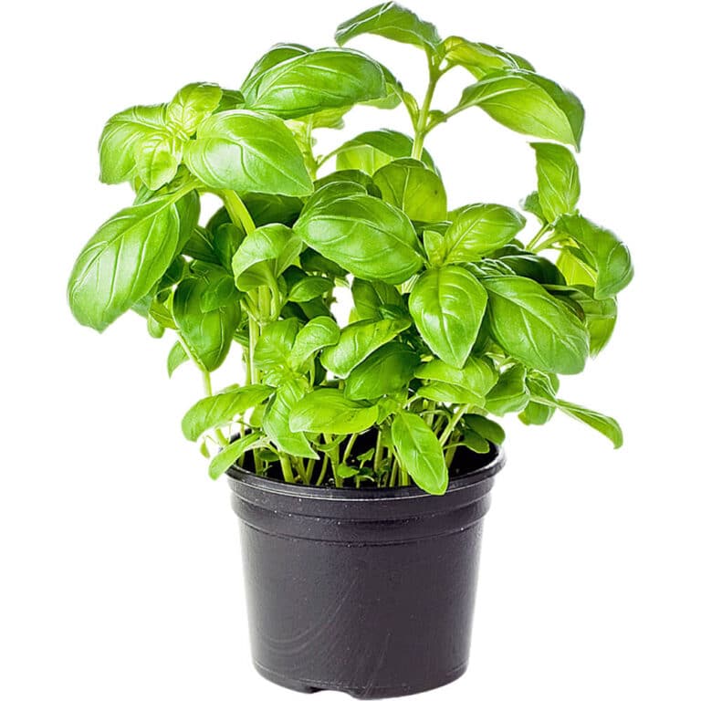 basil pot freshleaf dubai uae img02