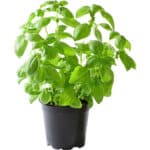 BASIL POT - Image 3