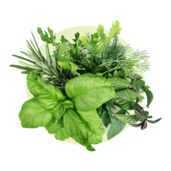 freshleaf herbs category
