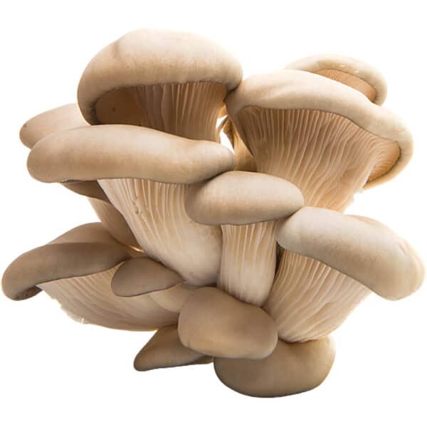 MUSHROOM OYSTER