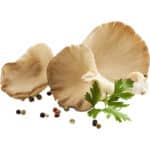 MUSHROOM OYSTER - Image 2