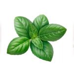HERBS BASIL FRESH