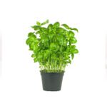 HERBS BASIL POT