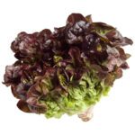 LETTUCE OAK LEAF PACK