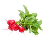 HERBS RED RADISH ROUND