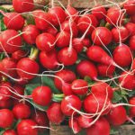 HERBS RED RADISH ROUND - Image 3