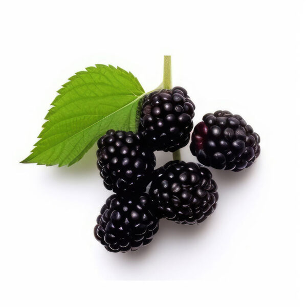 BERRIES BLACKBERRY