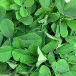 HERBS METHI (FENUGREEK LEAVES) - Image 2