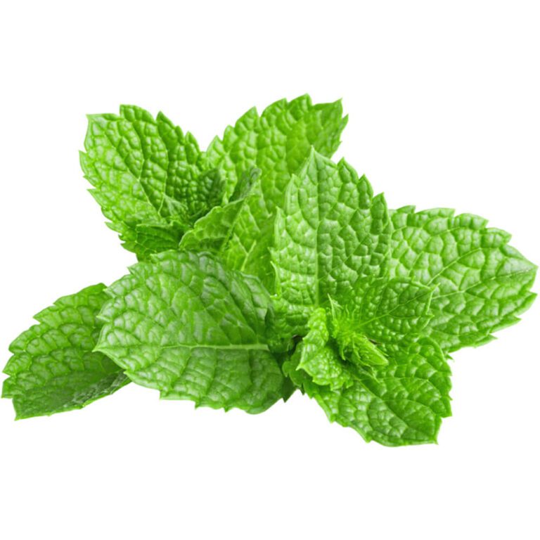 mint leaves loose uae freshleaf dubai uae img01