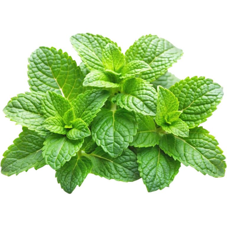 mint leaves loose uae freshleaf dubai uae img02
