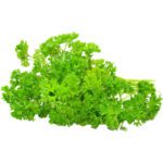 HERBS ENGLISH PARSLEY - Image 3