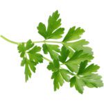 PARSLEY - Image 2