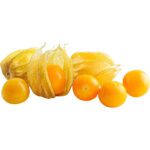 PHYSALIS PP - Image 3