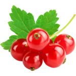 RED CURRANT PACK