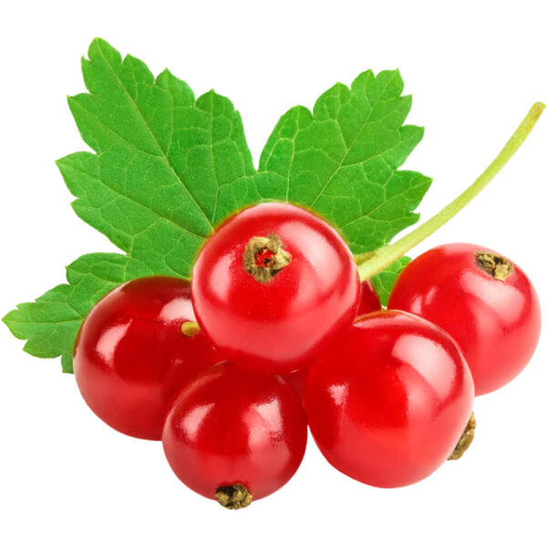 RED CURRANT PACK
