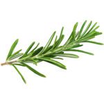 HERBS ROSEMARRY