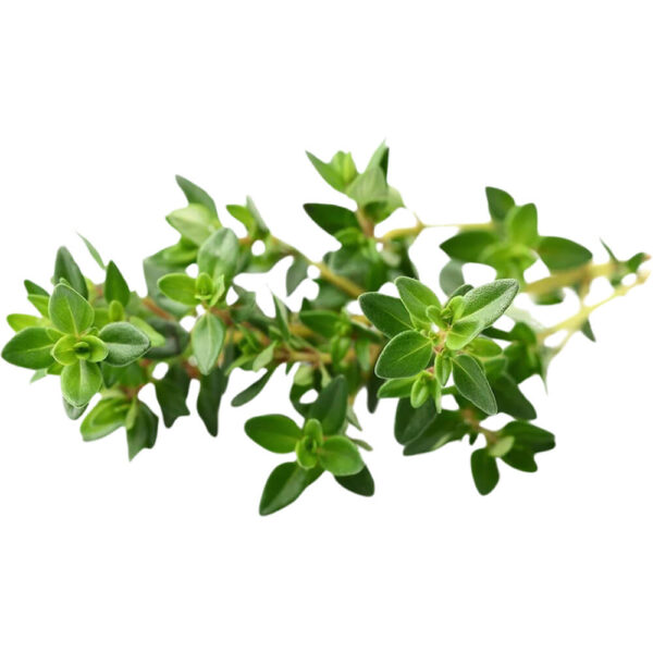 THYME FRESH