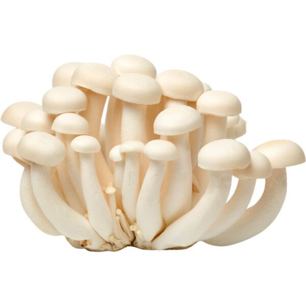 MUSHROOM WHITE PACK