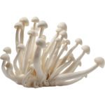 MUSHROOM WHITE PACK - Image 2
