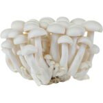 MUSHROOM WHITE PACK - Image 3